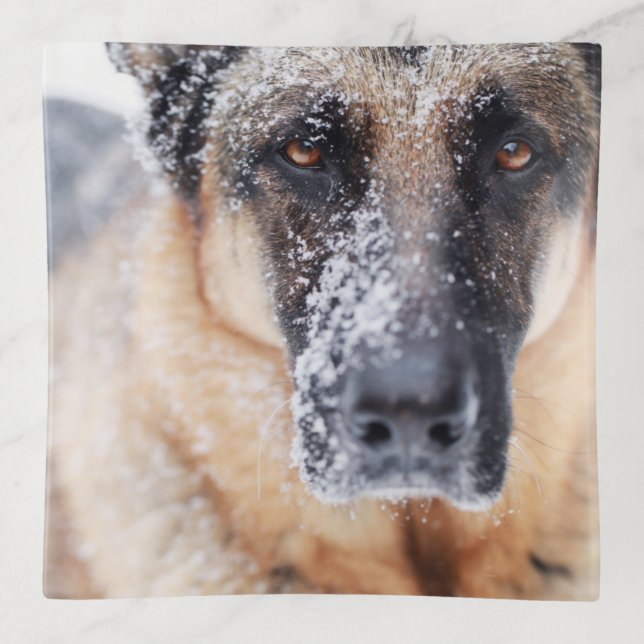 German Shepherd Closeup Covered In Snow Trinket Tray (Front)