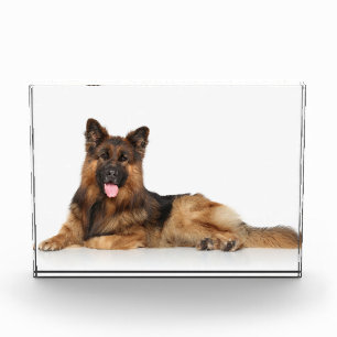 German Shepherd Custom Dog Acrylic Award