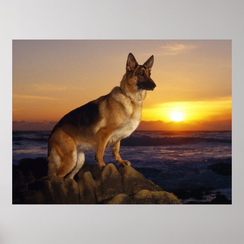German Shepherd dog Alsatian at sunset Poster