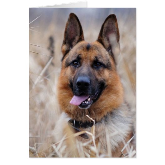German Shepherd Dog Cards (Front)