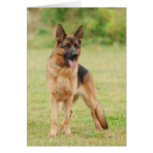 German shepherd dog cards