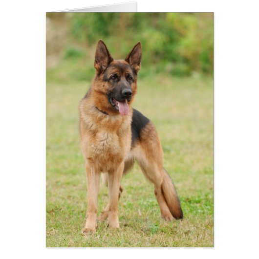 German shepherd dog cards (Front)