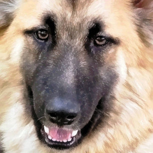 GERMAN SHEPHERD DOG iPhone XS CASE