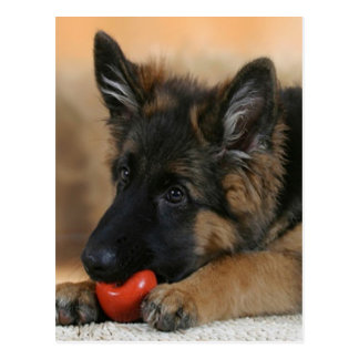 German Shepherd Dog Gifts - T-Shirts, Art, Posters & Other Gift Ideas ...