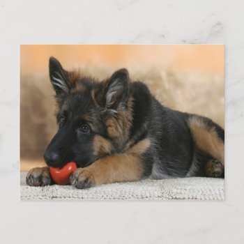 German Shepherd Dog Design Postcard by freya18801 at Zazzle