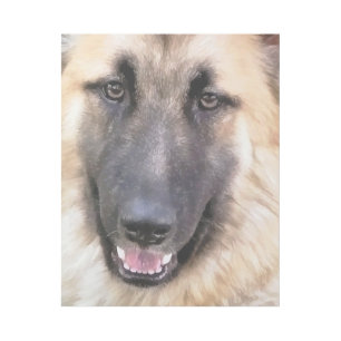 GERMAN SHEPHERD DOG GALLERY WRAP