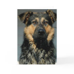 German Shepherd Dog Greeting Card