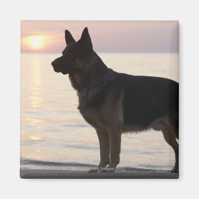 German Shepherd dog on Georgian Bay, Ontario, Magnet (Front)