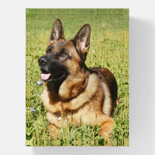 German Shepherd Dog Paperweight