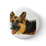 German Shepherd Dog Photo Pin