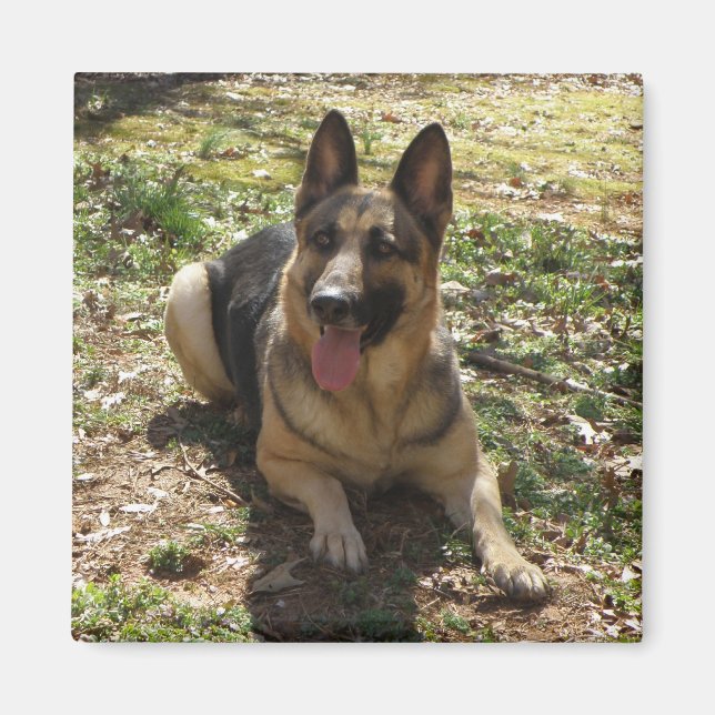 German Shepherd Dog Picture Magnet (Front)