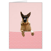German Shepherd Dog Pink Polka Dots (Front)