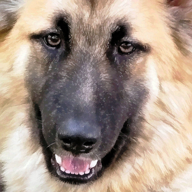 Pocket german hot sale shepherd