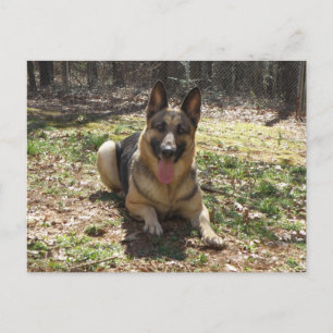 German Shepherd Dog Postcard