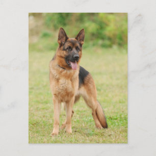 German shepherd dog postcard