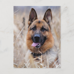 German Shepherd Dog Postcard