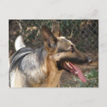 German Shepherd Dog Postcard by KELLBELL535 at Zazzle