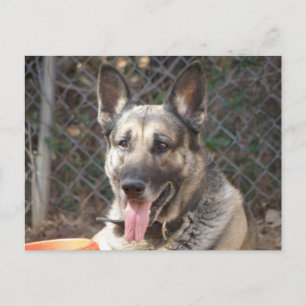 German Shepherd Dog Postcard