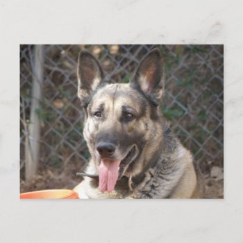 German Shepherd Dog Postcard by KELLBELL535 at Zazzle