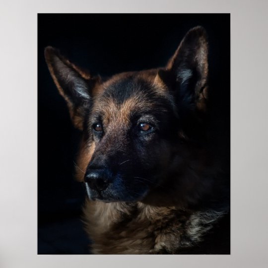 German shepherd dog poster | Zazzle.com