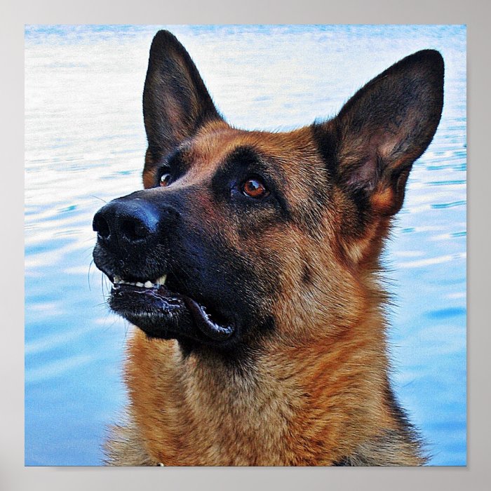 German Shepherd Dog poster