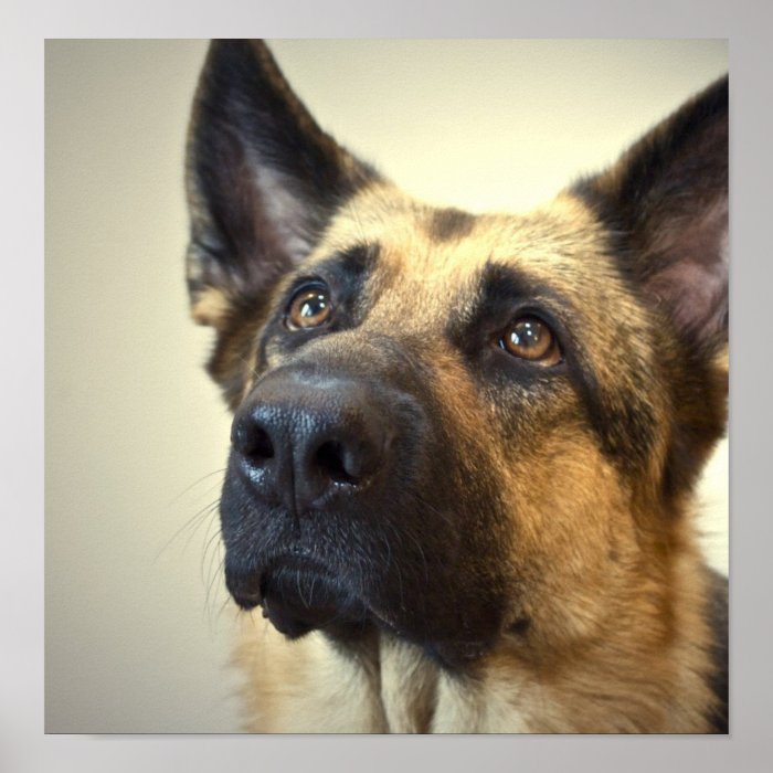 German Shepherd Dog Poster