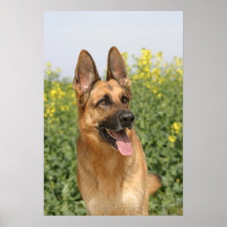 German Shepherd Dog poster print