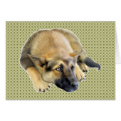 German Shepherd Dog Puppy (Front Horizontal)