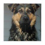 German Shepherd Dog Tile