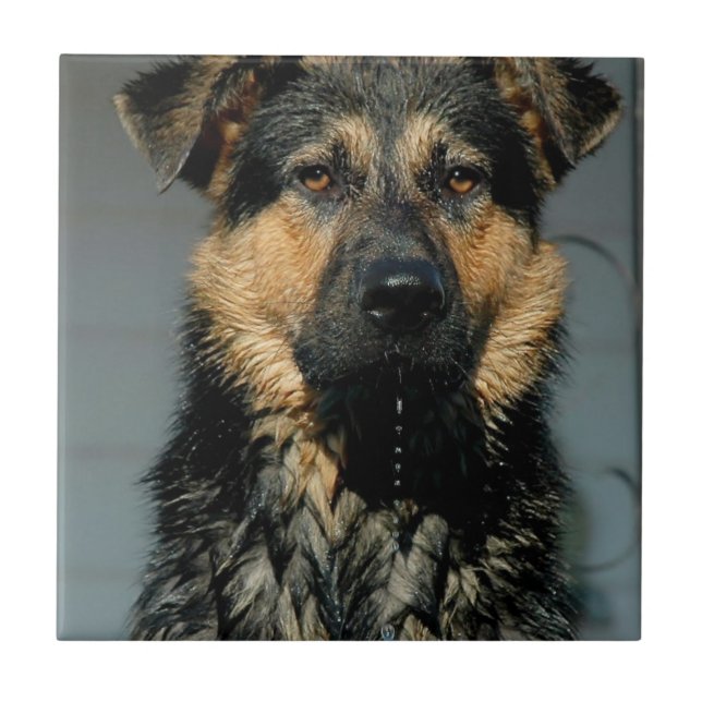 German Shepherd Dog Tile (Front)