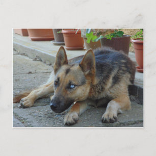 German Shepherd Dog With Two Eye Colors Postcard