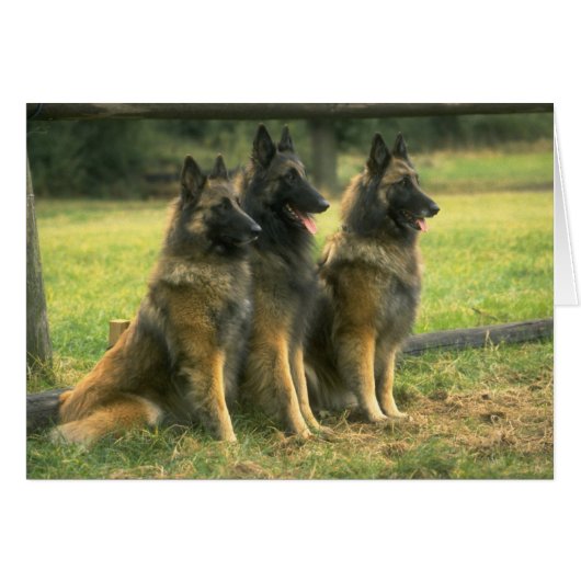 German Shepherd Dogs (Front Horizontal)