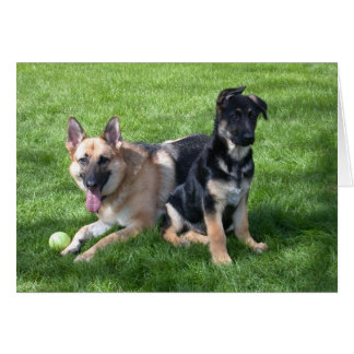 German Shepherd Dogs - Blank inside Cards
