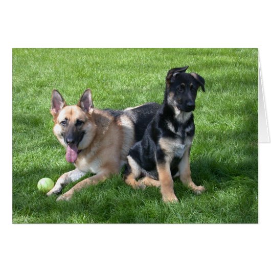German Shepherd Dogs - Blank inside Cards (Front Horizontal)