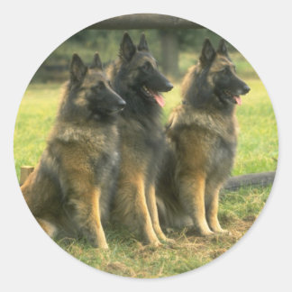 German Shepherd Dogs Classic Round Sticker