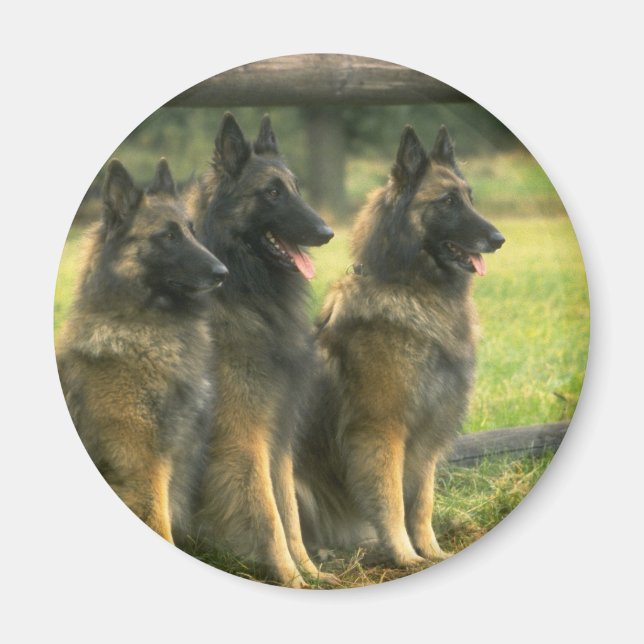 German Shepherd  Dogs Magnet (Front)