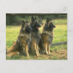 German Shepherd Dogs Postcard