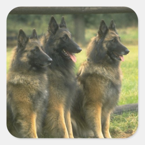 German Shepherd  Dogs Square Sticker