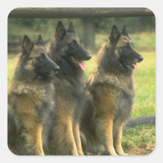 German Shepherd Dogs Square Sticker
