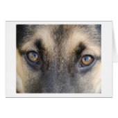 German Shepherd Eyes (Front Horizontal)