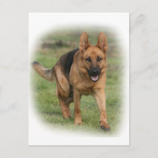 German Shepherd Female "Gilla" Postcard