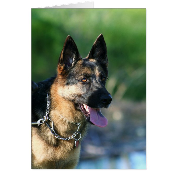 German Shepherd Greeting Cards