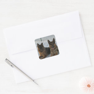 German Shepherd Group In Snow Square Sticker