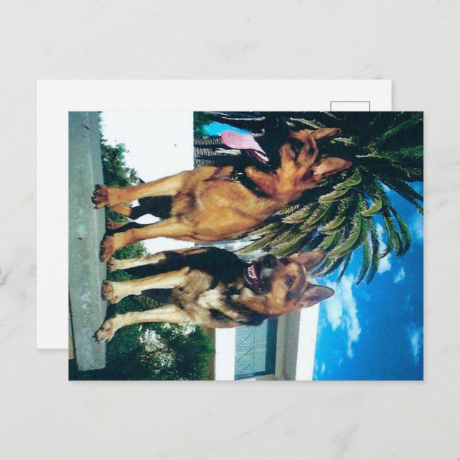 german shepherd group postcard (Front/Back)