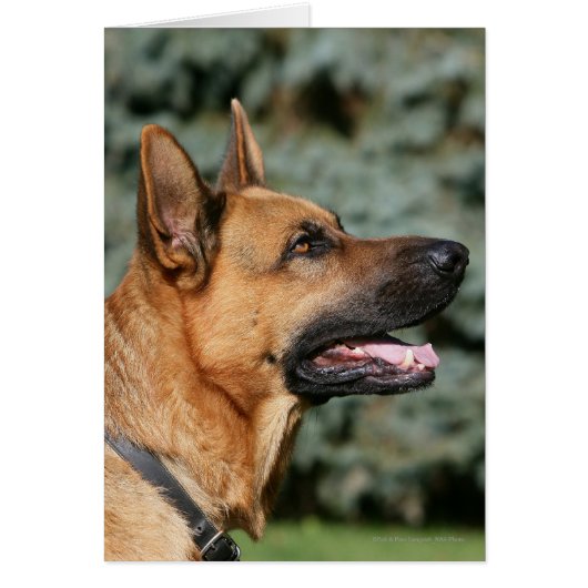 German Shepherd Headshot 1 (Front)