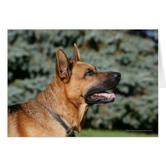 German Shepherd Headshot 1 Cards (Front Horizontal)