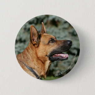 German Shepherd Headshot 1 Pinback Button