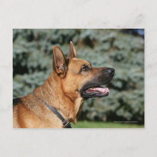 German Shepherd Headshot 1 Postcard