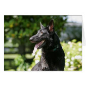 German Shepherd Headshot 2 (Front Horizontal)