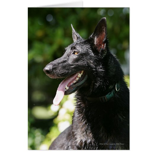 German Shepherd Headshot 2 Cards (Front)